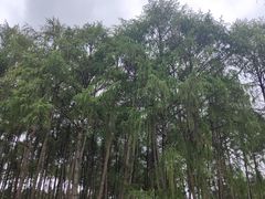 -硗碛藏寨·神木垒景区