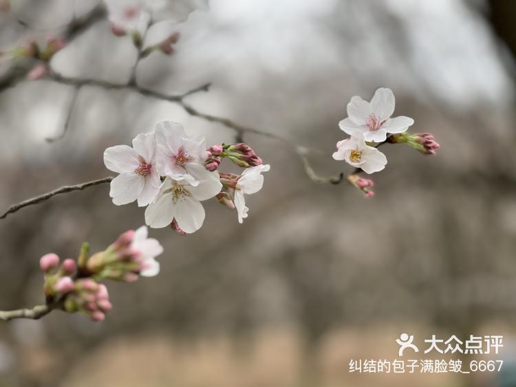 张村樱花图片