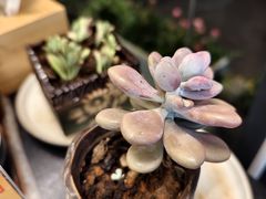 -野菌皇海景野生菌火锅(滨海大道店)
