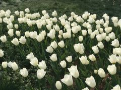-无锡梅园公园
