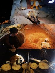 -Zoolung Zoolung动物主题公园(海信广场店)