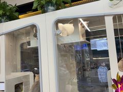 -唐小姐の私宠·宠物洗护美容·撸猫馆·购宠(周浦万达旗舰店)