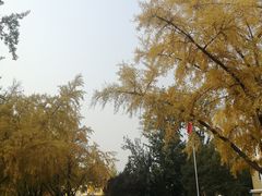 -三里屯东五街银杏大道