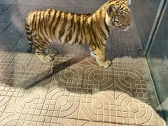 -西霞口神雕山野生动物世界