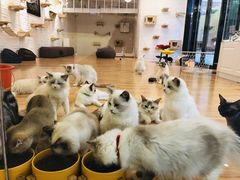 -momokira米努特·德文卷毛猫·棉花面纱犬