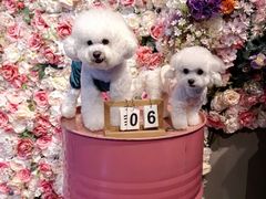 -百好乐宠物友好餐厅(朝外大街店)