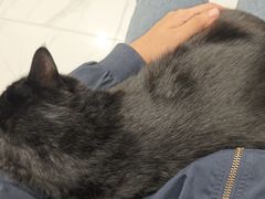 -艾吉宠物医院·疑难杂症转诊中心·猫友好(碧江路院)