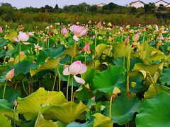 -武汉紫薇都市田园