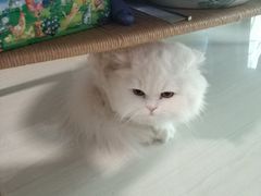 -阿甘锅盔(合生汇购物中心店)