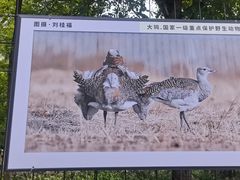 -野鸭湖国家湿地公园