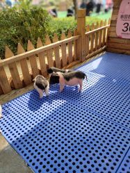 -萌宠亲子动物乐园(槐房万达店)