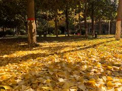 -陕西师范大学(雁塔校区)
