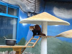 -栾川竹海野生动物园