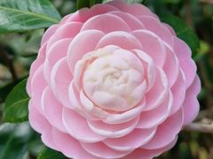 -中国科学院华南植物园