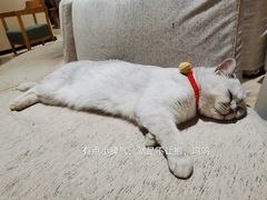 -藏猫猫咖啡主题馆(中央大道店)