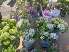 -中环花鸟鱼虫市场