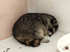 -浣熊柯尔鸭土拨鼠·电玩咖