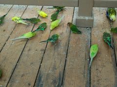 -南宫五洲植物乐园