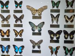 -上海昆虫博物馆