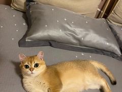 -Bastet sally猫舍购宠(静安店)