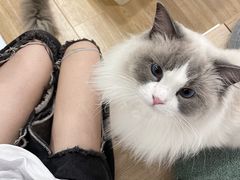 -有喵·猫咖·狗咖·30几只猫10只小狗(岗厦店)