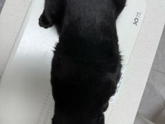 -瑞派长江宠物医院·猫科·外科·24小时夜护(谊城公寓分院)