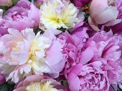 -双季花艺园艺市场(浦东店)