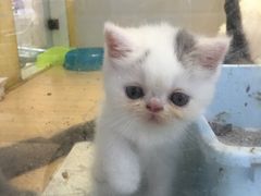 -宠伴小精灵宠物店(鼓楼店)