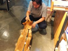 -PETKIT 小佩宠物·低压洗护·美容·寄养(安远店)