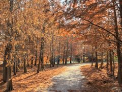 -上海海湾国家森林公园