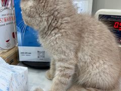 -创凡宠物医院·骨专科  猫科中心(西乡分院)