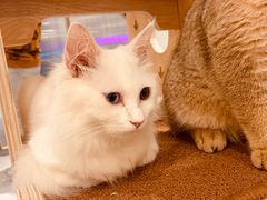 -飞行喵MR PILOT|猫舍·猫咖(静安大融城店)