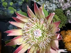 -昆明国际花卉拍卖交易中心