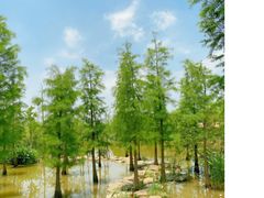 -上海长兴岛郊野公园