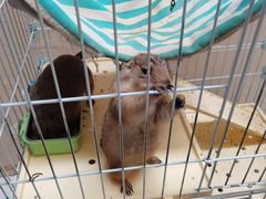 -猫色咖啡·猫咖
