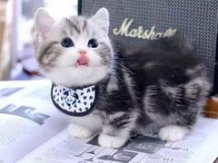 -欣宠猫屋·矮脚拿破仑·蓝金金渐层
