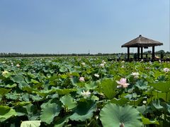 -焦岗湖旅游度假区