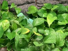 -上海大自然野生昆虫馆(东方明珠·爬宠昆虫探索中心)