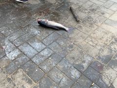 -姥家大锅台水库渔家