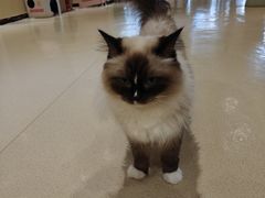 -藏猫猫咖啡主题馆(中央大道店)