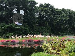 -广州长隆飞鸟乐园