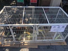 -食家鸽园