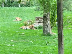 -北京野生动物园