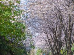 -花溪公园