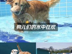-趣玩宠物乐园寄养训犬训狗游泳池