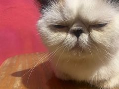 -猫色咖啡·猫咖