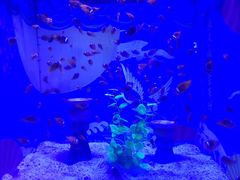 -烟台海昌鲸鲨海洋公园