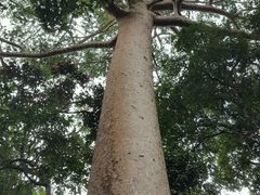 -热带雨林自然公园