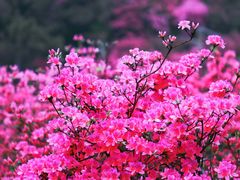 -木兰云雾山