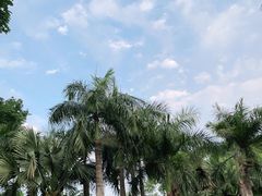 -深圳仙湖植物园